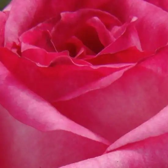 Alb - roz - Trandafiri - Kordes' Perfecta® - 